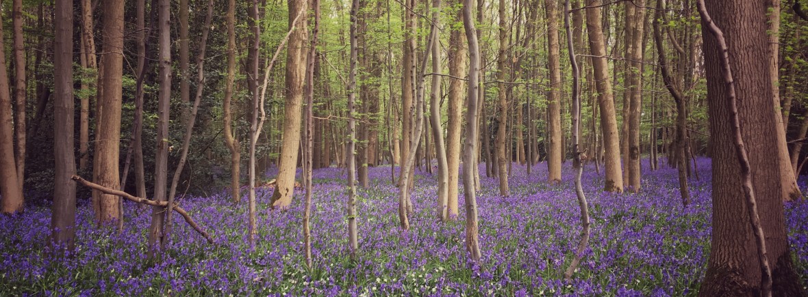 THE DELL COUNTRY HOLIDAY LET >> holiday let holiday home country retreat essex countryside essex holidays suffolk holidays suffolk tourism essex tourism suffolk countryside self catering accommodation boutique luxury welcome hamper visit essex visit suffolk family holiday staycation UK holiday UK break explore essex explore suffolk couples holiday relaxing holiday airbnb book direct home away from home colchester zoo colchester castle essex wedding venue essex wedding guest accommodation ipswich sudbury lavenham long melford