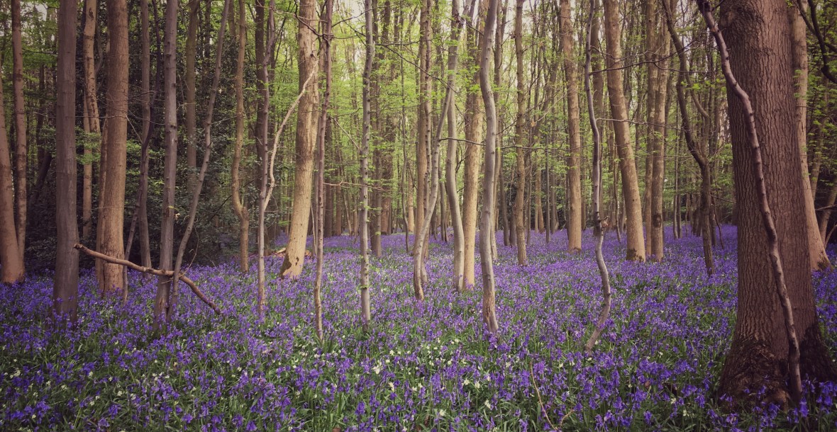 THE DELL COUNTRY HOLIDAY LET >> holiday let holiday home country retreat essex countryside essex holidays suffolk holidays suffolk tourism essex tourism suffolk countryside self catering accommodation boutique luxury welcome hamper visit essex visit suffolk family holiday staycation UK holiday UK break explore essex explore suffolk couples holiday relaxing holiday airbnb book direct home away from home colchester zoo colchester castle essex wedding venue essex wedding guest accommodation ipswich sudbury lavenham long melford