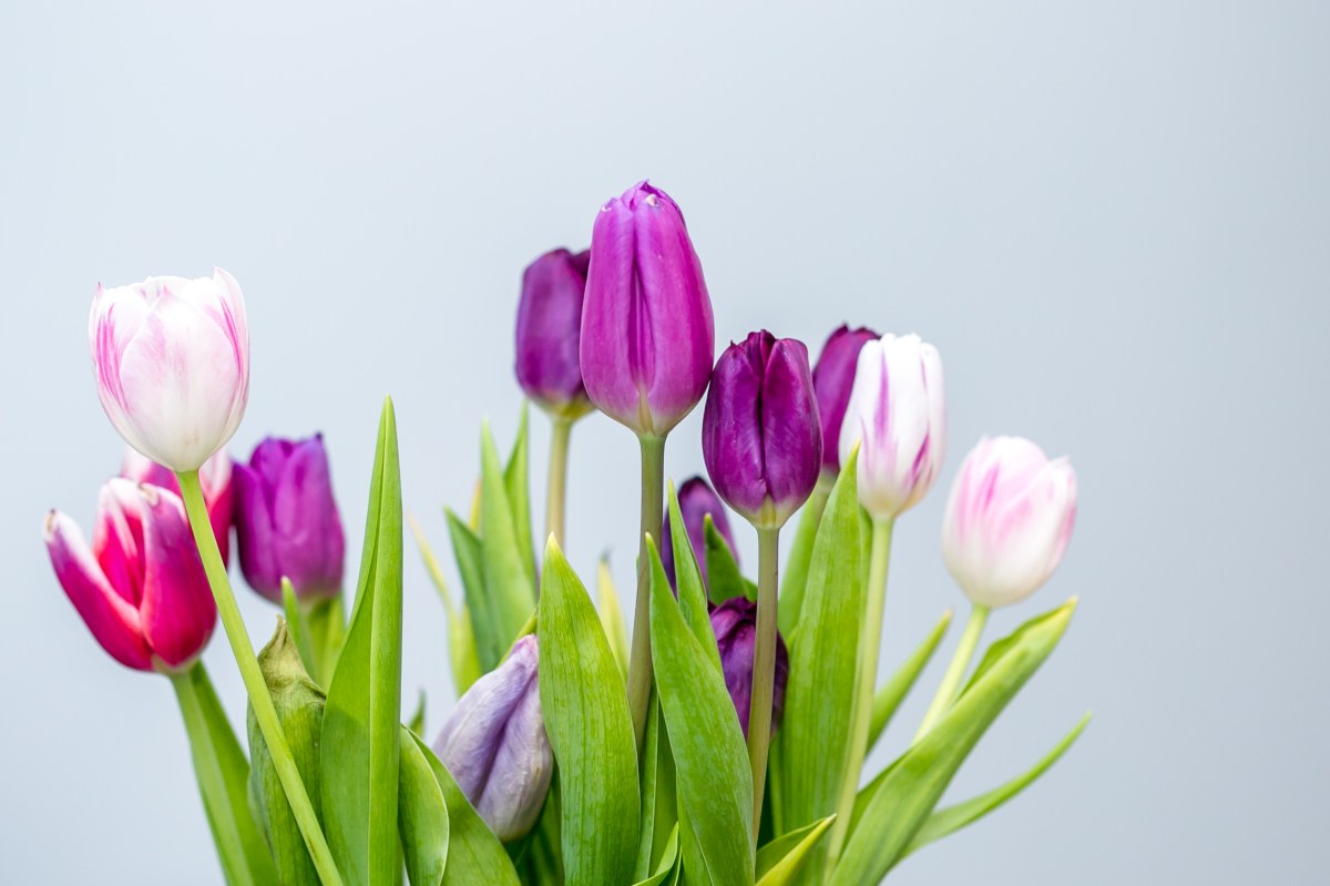 THE DELL COUNTRY HOLIDAY LET >> holiday let holiday home country retreat essex countryside essex holidays suffolk holidays suffolk tourism essex tourism suffolk countryside self catering accommodation boutique luxury welcome hamper visit essex visit suffolk family holiday staycation UK holiday UK break explore essex explore suffolk couples holiday relaxing holiday airbnb book direct home away from home colchester zoo colchester castle essex wedding venue essex wedding guest accommodation ipswich sudbury lavenham long melford